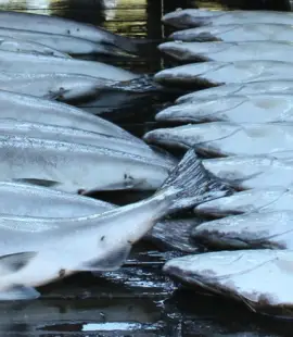 Alaska Comparison