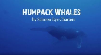 Humpback Whales from Ucluelet and Tofino BC